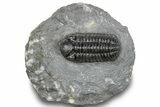 Phacopid (Adrisiops) Trilobite - Jbel Oudriss, Morocco #245287-5